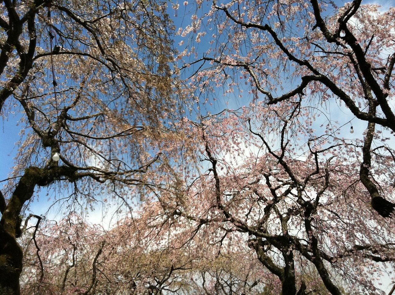 三島大社の枝垂れ桜